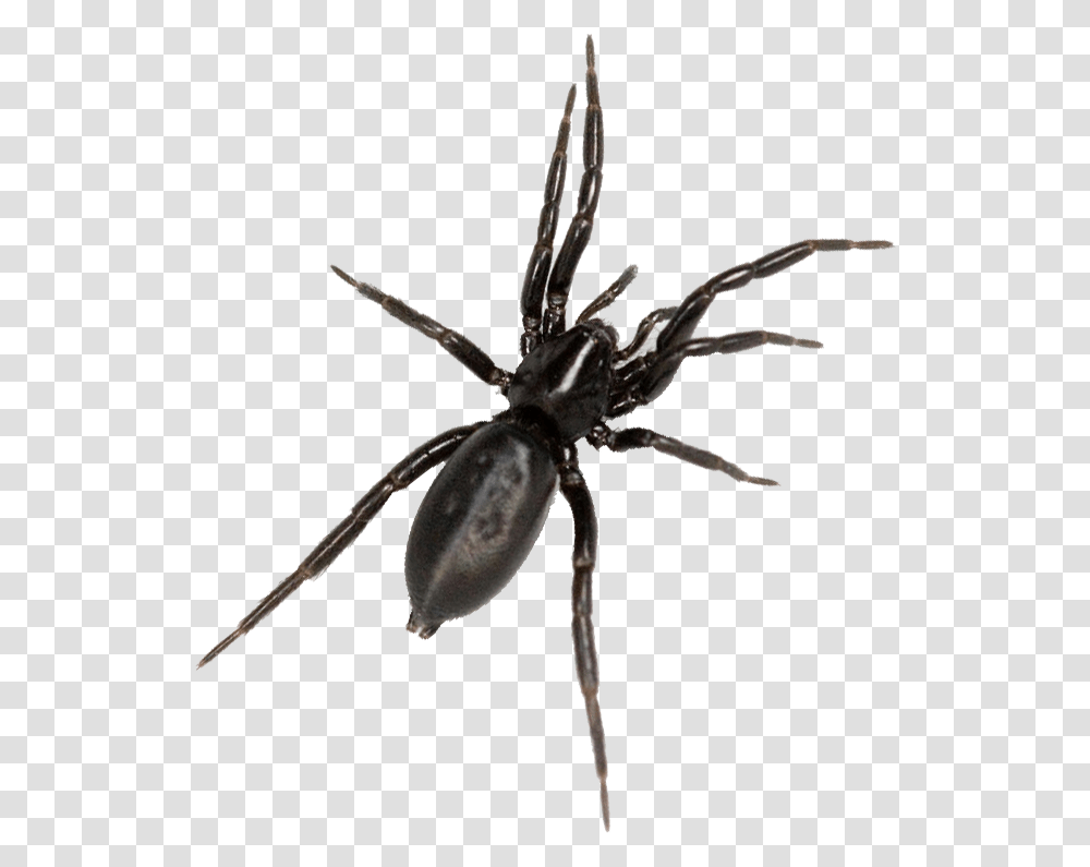 Critically Endangered Spider Found In Haachts Broek Black Tegenaria, Invertebrate, Animal, Arachnid, Insect Transparent Png