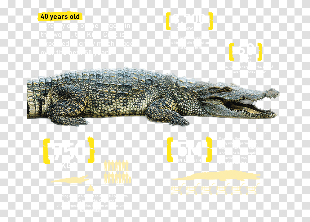 Croc Details, Lizard, Reptile, Animal, Crocodile Transparent Png