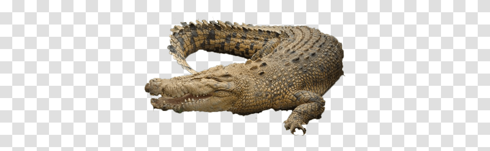 Croc Image Chicago, Lizard, Reptile, Animal, Crocodile Transparent Png
