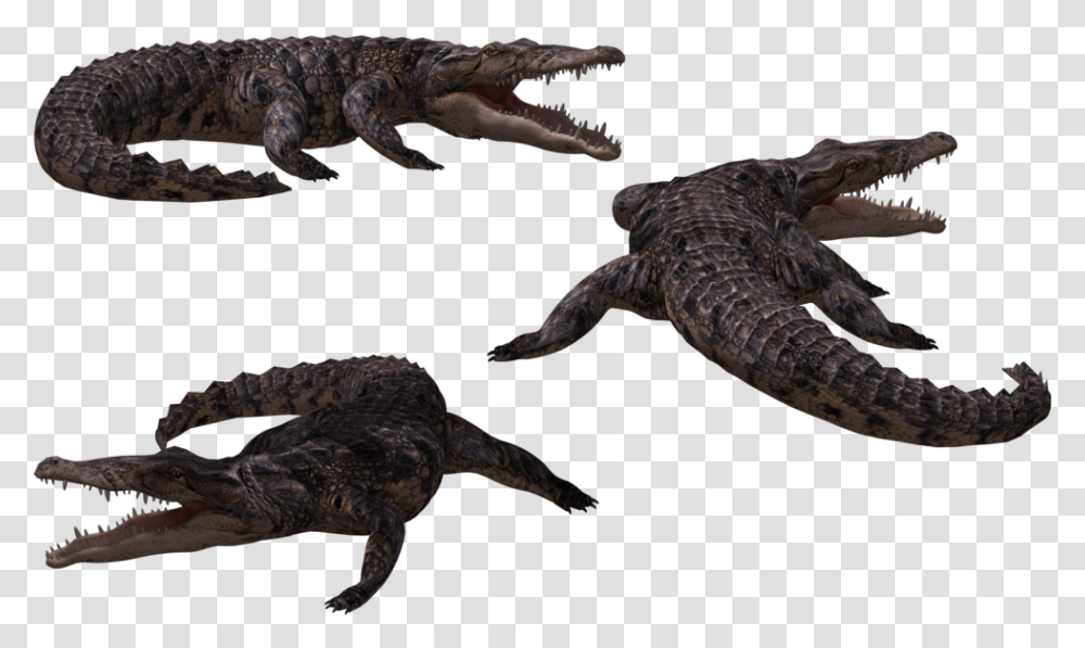 Crocodile 3d, Reptile, Animal, Alligator, Lizard Transparent Png