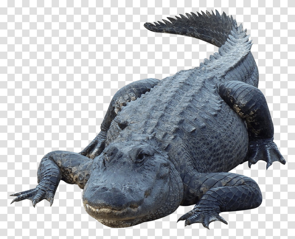 Crocodile Alligator, Reptile, Animal, Lizard Transparent Png