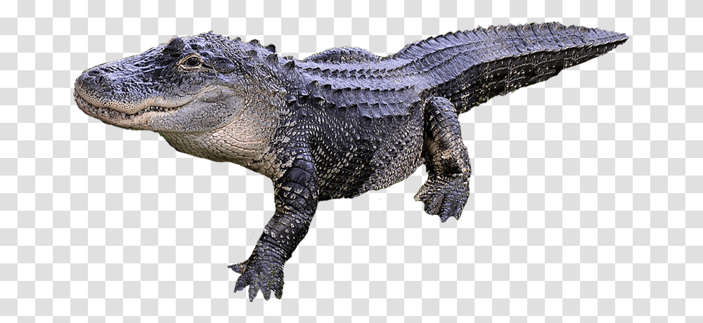 Crocodile, Animals, Dinosaur, Reptile, Alligator Transparent Png