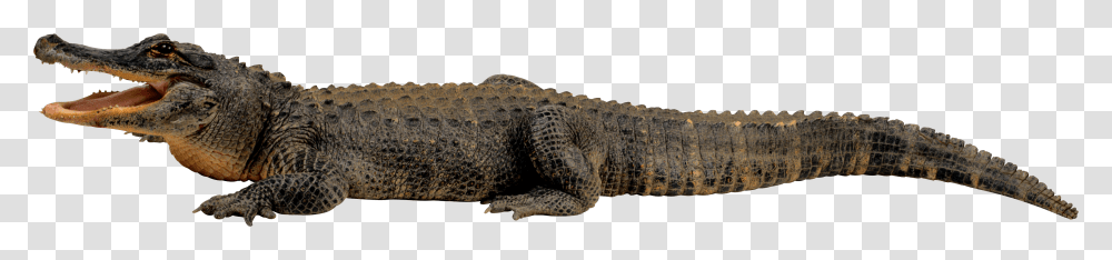 Crocodile, Animals, Lizard, Reptile, Alligator Transparent Png