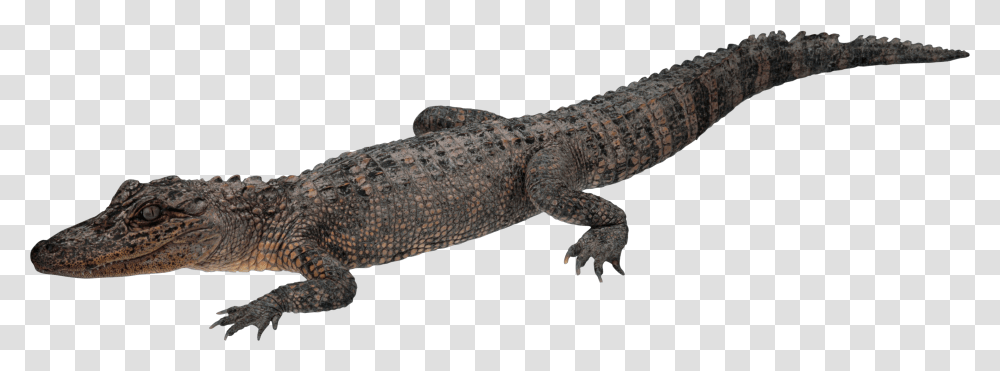 Crocodile, Animals, Lizard, Reptile, Alligator Transparent Png