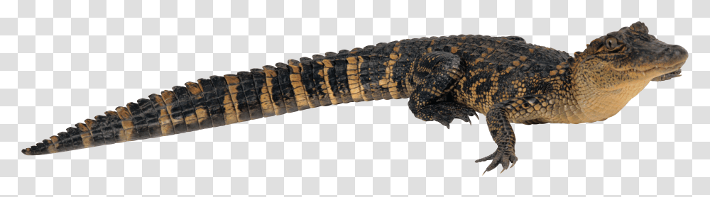 Crocodile, Animals, Lizard, Reptile, Alligator Transparent Png