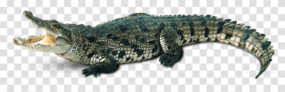 Crocodile, Animals, Lizard, Reptile, Alligator Transparent Png