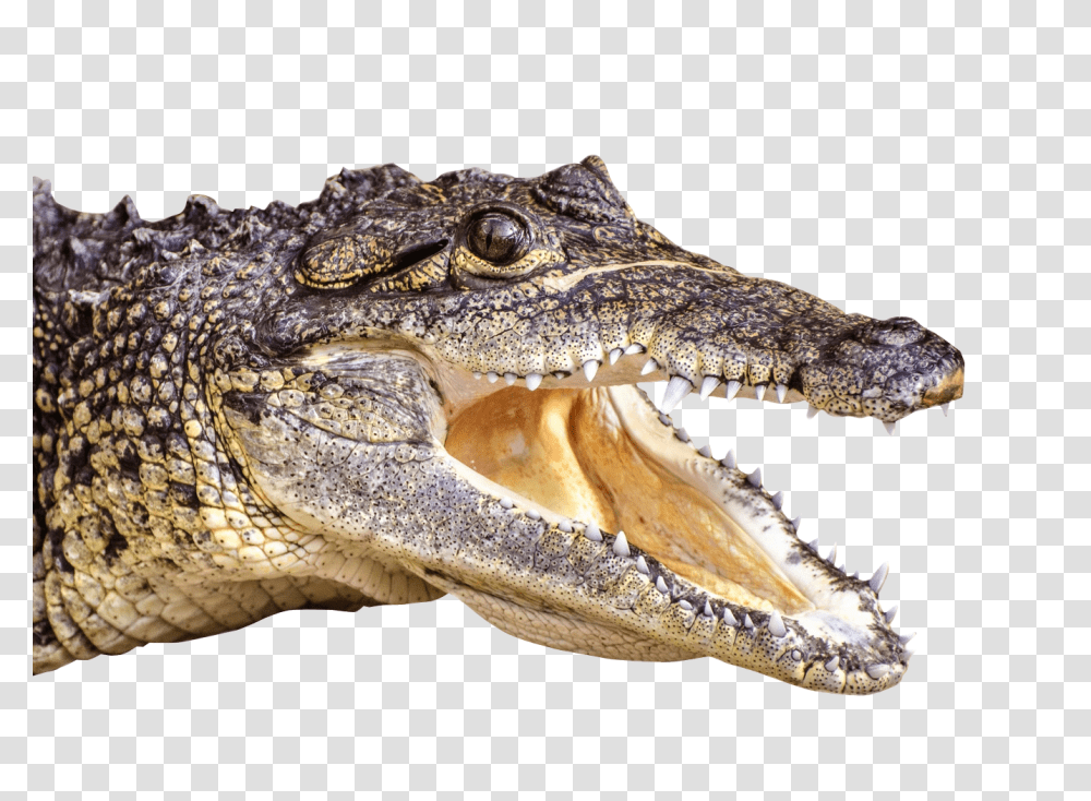 Crocodile, Animals, Lizard, Reptile, Alligator Transparent Png