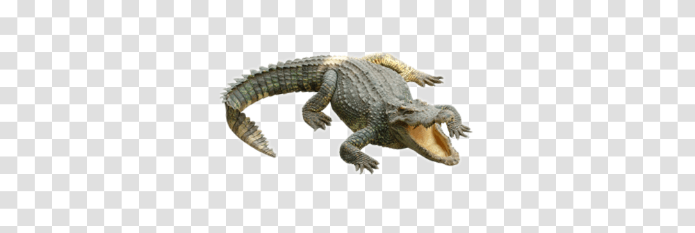 Crocodile, Animals, Lizard, Reptile, Alligator Transparent Png