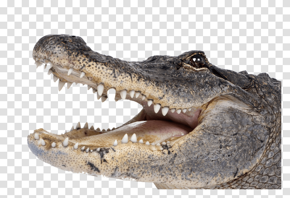 Crocodile, Animals, Lizard, Reptile, Alligator Transparent Png