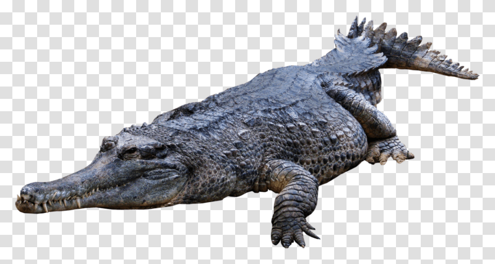 Crocodile, Animals, Lizard, Reptile, Alligator Transparent Png