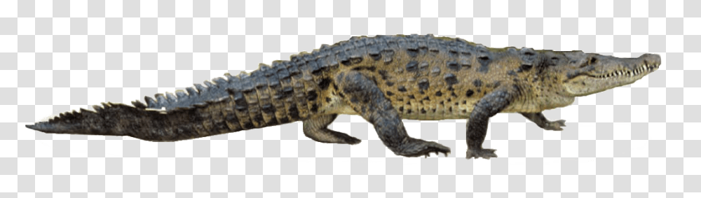 Crocodile, Animals, Lizard, Reptile, Alligator Transparent Png