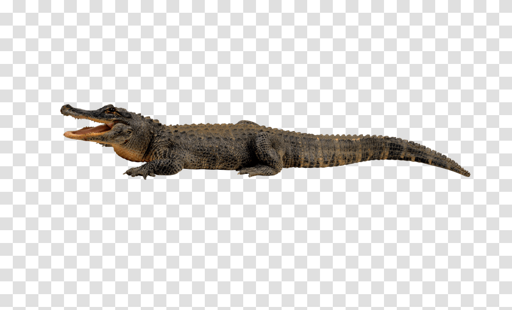 Crocodile, Animals, Lizard, Reptile, Alligator Transparent Png