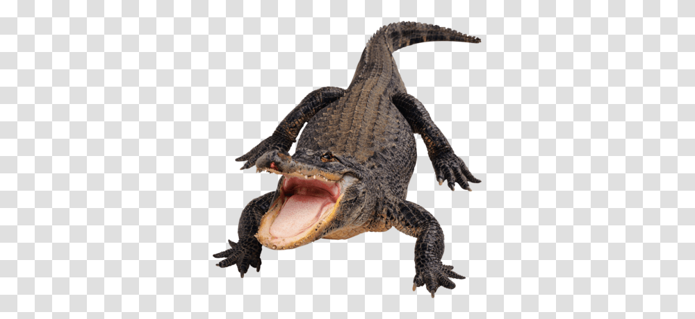 Crocodile, Animals, Lizard, Reptile, Gecko Transparent Png