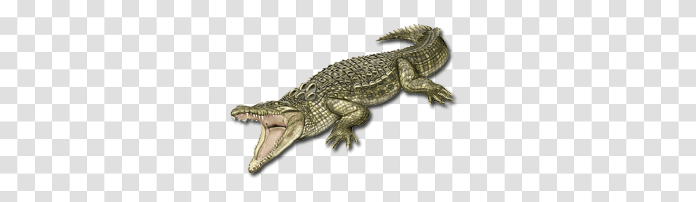 Crocodile, Animals, Reptile, Alligator, Dinosaur Transparent Png