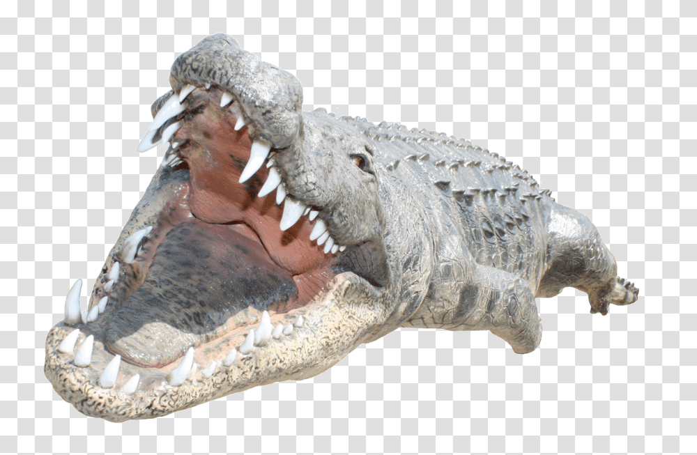 Crocodile, Animals, Reptile, Alligator, Dinosaur Transparent Png