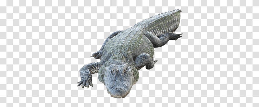 Crocodile, Animals, Reptile, Alligator, Dinosaur Transparent Png