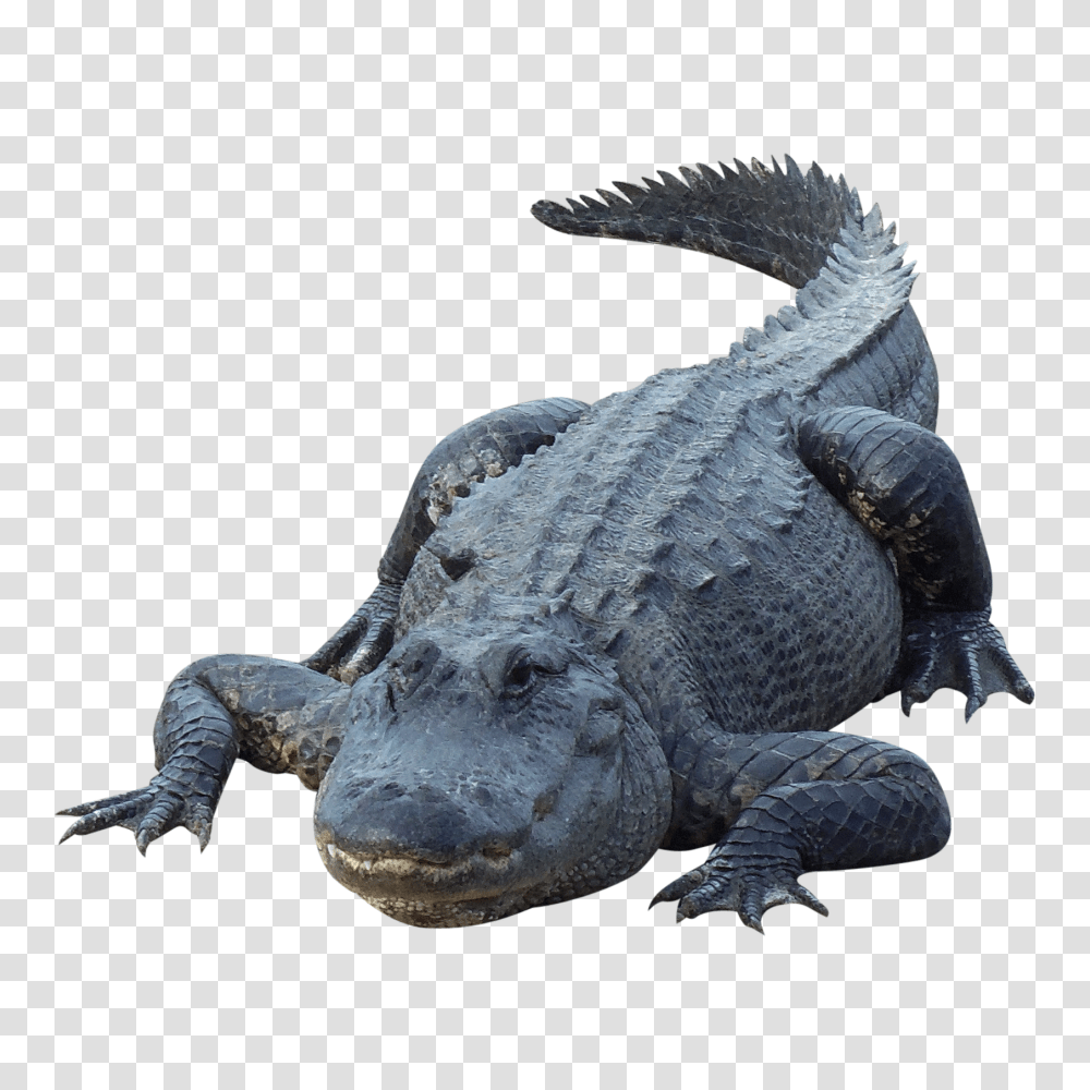 Crocodile, Animals, Reptile, Alligator Transparent Png