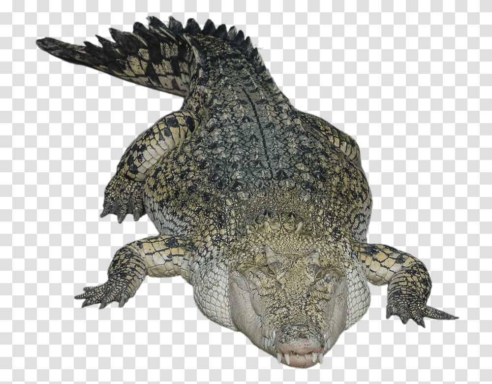 Crocodile, Animals, Reptile, Alligator, Turtle Transparent Png