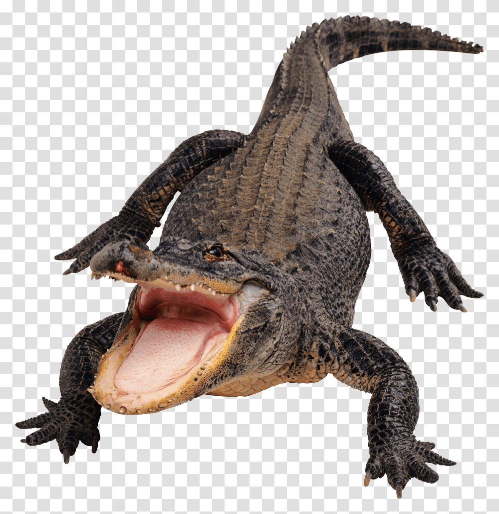 Crocodile, Animals, Reptile, Lizard, Dinosaur Transparent Png