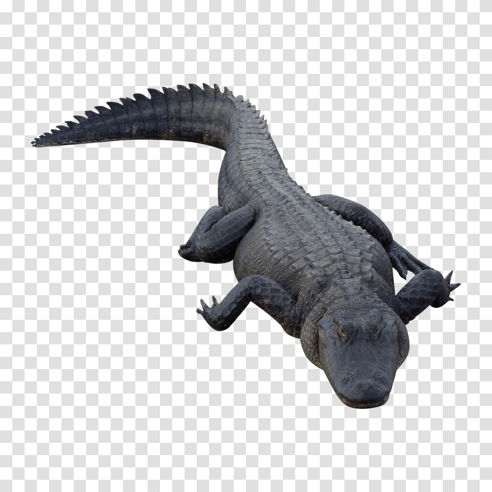 Crocodile, Animals, Reptile, Lizard, Dinosaur Transparent Png