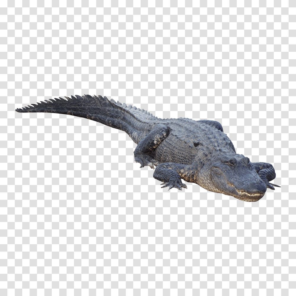 Crocodile, Animals Transparent Png