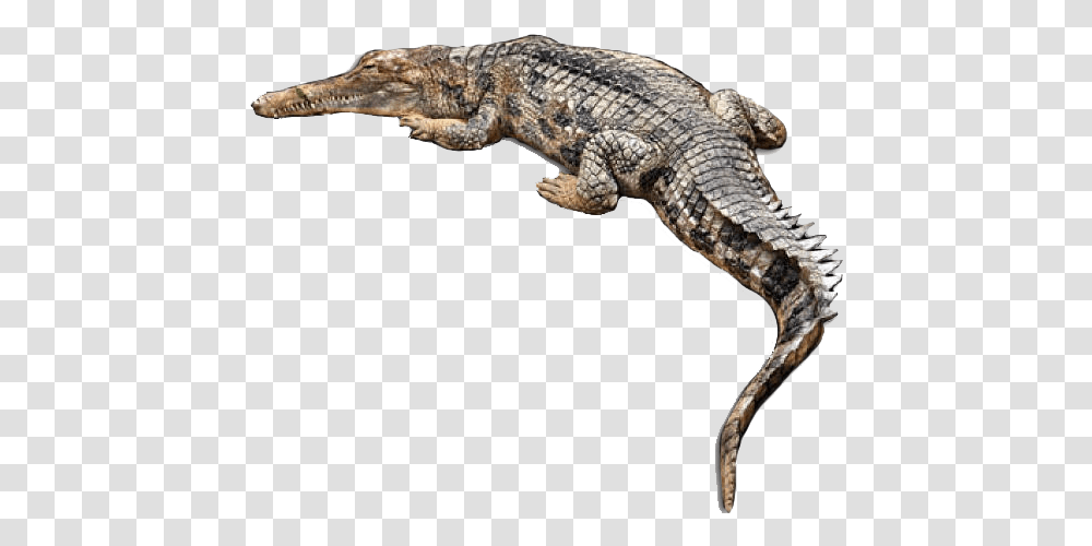 Crocodile Background Alligator, Lizard, Reptile, Animal, Panther Transparent Png