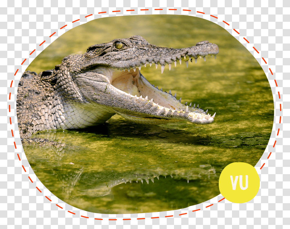 Crocodile Biting Crocodile Hi Res, Lizard, Reptile, Animal, Alligator Transparent Png