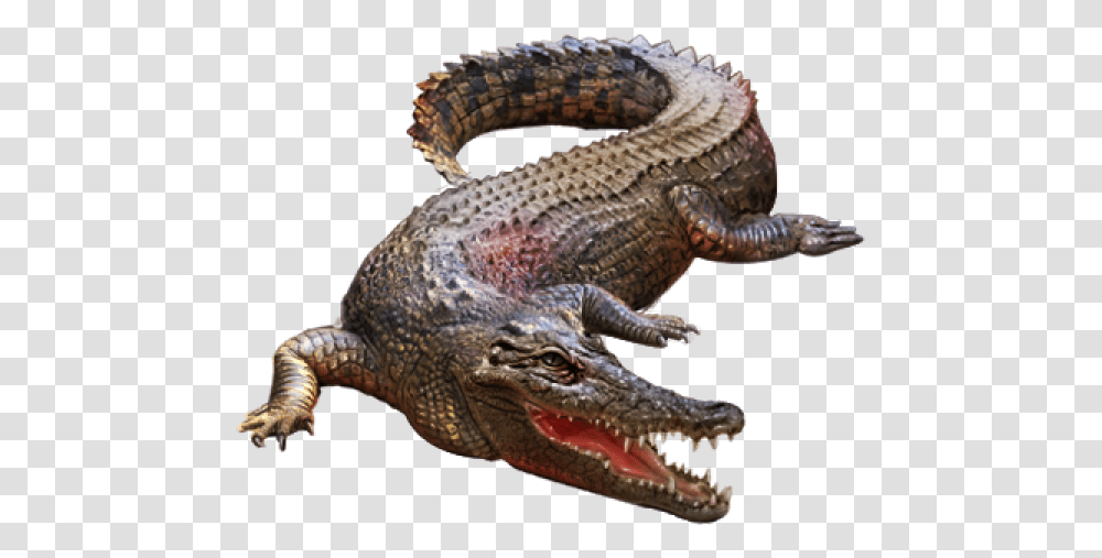 Crocodile Clipart Crocodile, Lizard, Reptile, Animal, Alligator Transparent Png