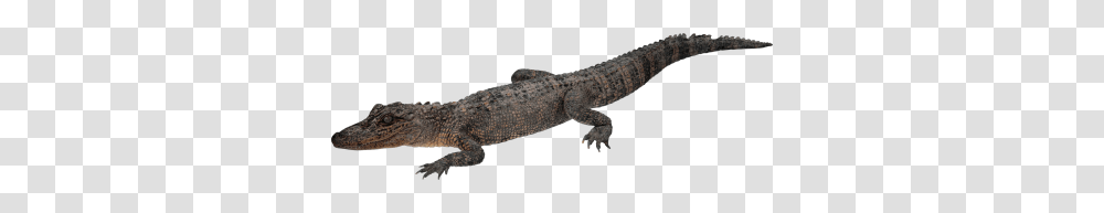 Crocodile Clipart Dlpng, Lizard, Reptile, Animal, Gecko Transparent Png