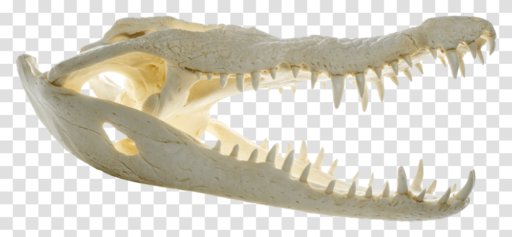 Crocodile Crocodile Skull, Jaw, Fungus, Teeth, Mouth Transparent Png