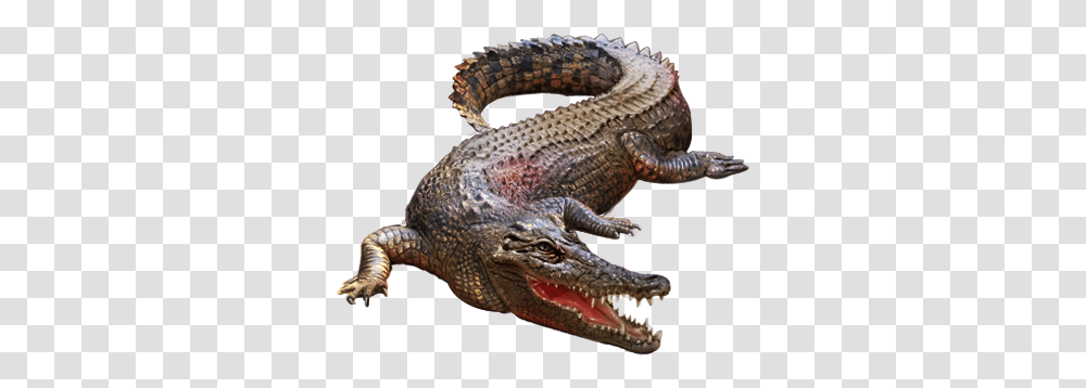 Crocodile Crocodiles, Lizard, Reptile, Animal, Alligator Transparent Png