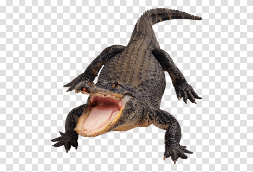 Crocodile Eating Alligator, Lizard, Reptile, Animal, Gecko Transparent Png