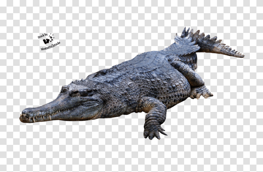 Crocodile Gator Alligator, Lizard, Reptile, Animal Transparent Png