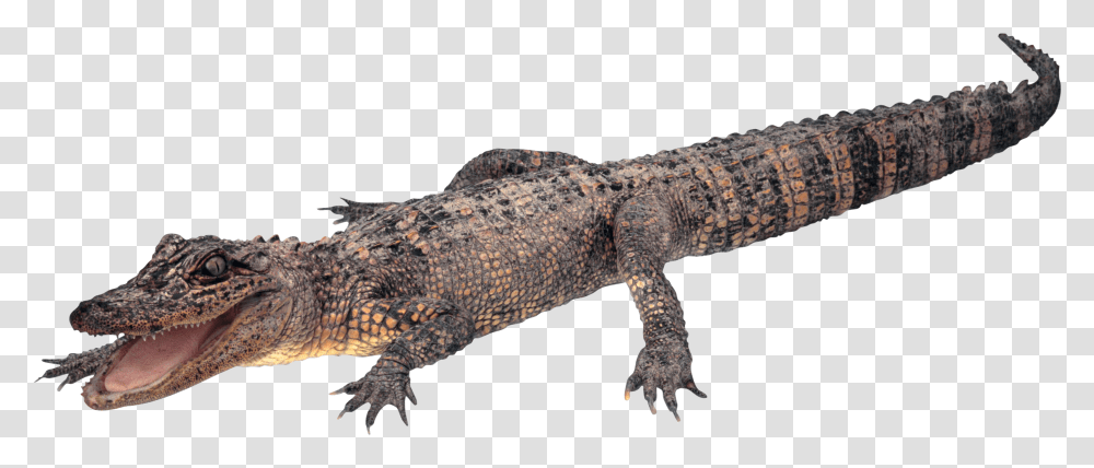 Crocodile Gator Alligator, Lizard, Reptile, Animal Transparent Png