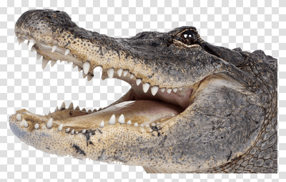 Crocodile Head Right Stickpng Alligators, Lizard, Reptile, Animal Transparent Png