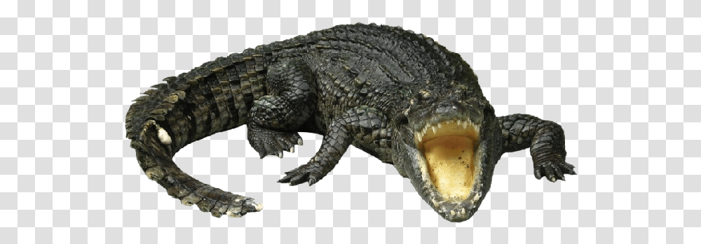 Crocodile Image Alligator Background, Reptile, Animal, Lizard, Snake Transparent Png