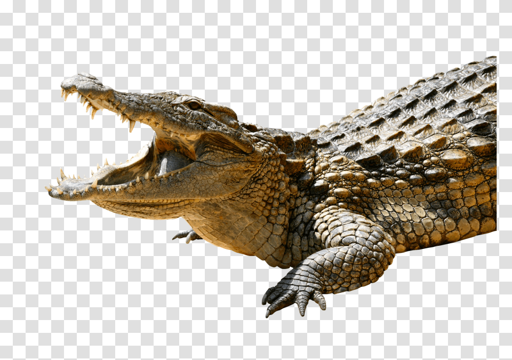 Crocodile Image Crocodile, Lizard, Reptile, Animal, Alligator Transparent Png