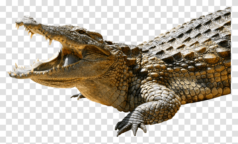 Crocodile Image, Lizard, Reptile, Animal, Snake Transparent Png
