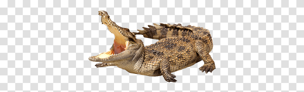 Crocodile Images Crocodile, Lizard, Reptile, Animal, Alligator Transparent Png