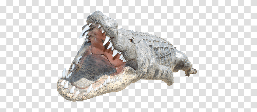 Crocodile Images Crocodile, Reptile, Animal, Alligator, Dinosaur Transparent Png