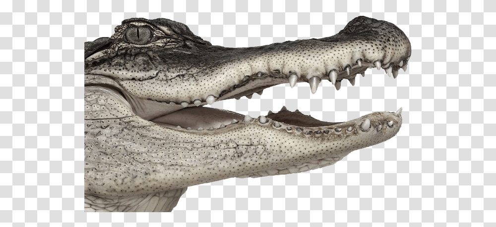 Crocodile Images Crocodiles, Reptile, Animal, Alligator, Fish Transparent Png