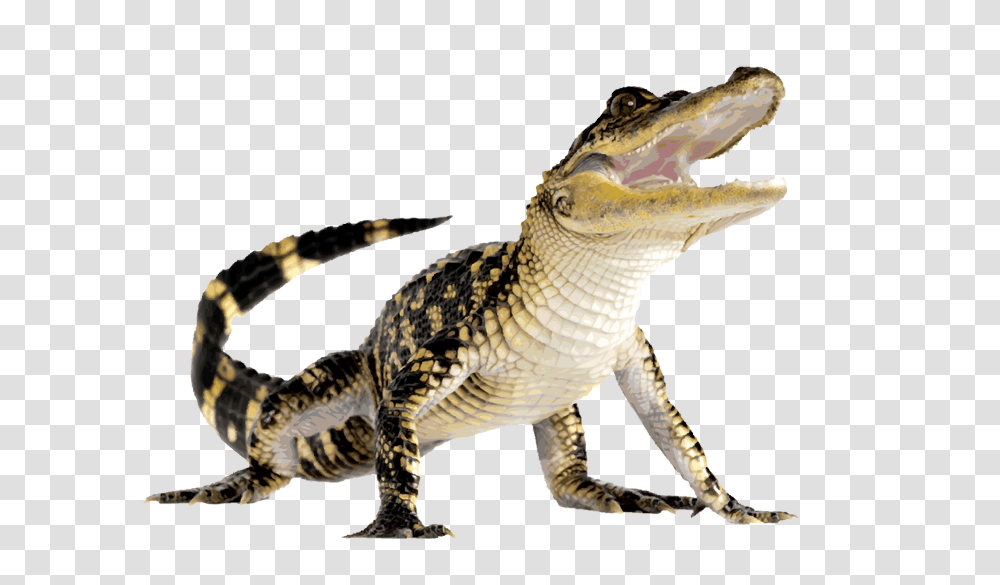 Crocodile Images Free Download Gator Aligator, Dinosaur, Reptile, Animal, Alligator Transparent Png