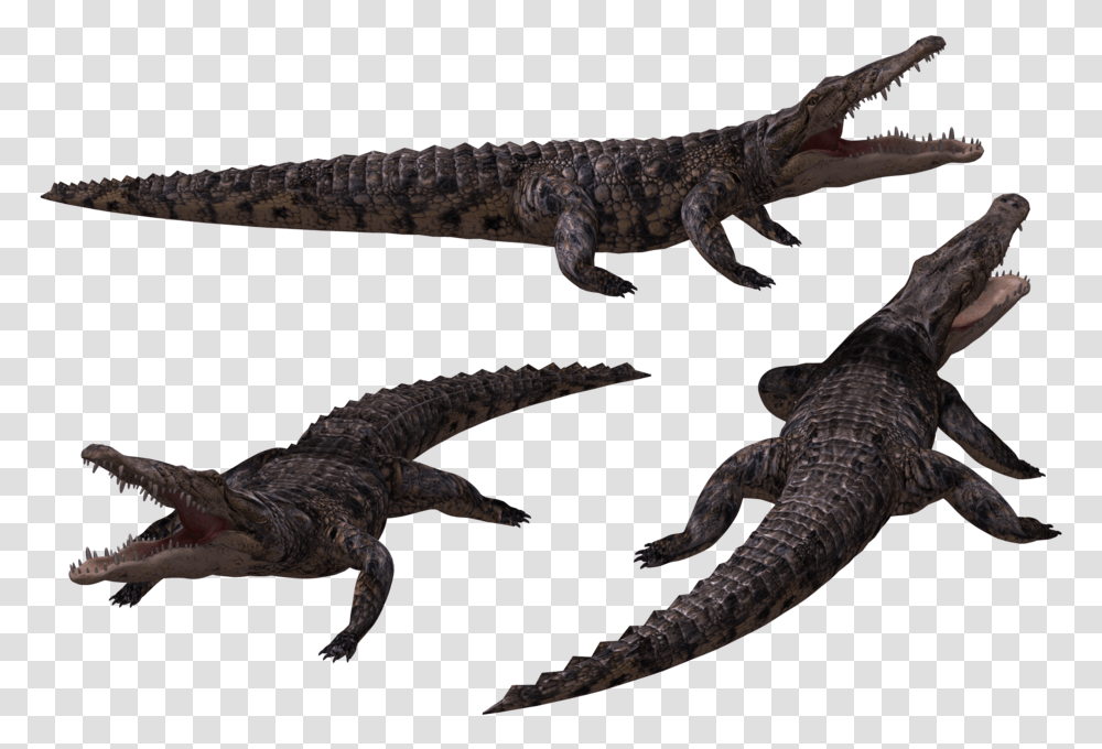 Crocodile In Background Black, Lizard, Reptile, Animal, Hook Transparent Png