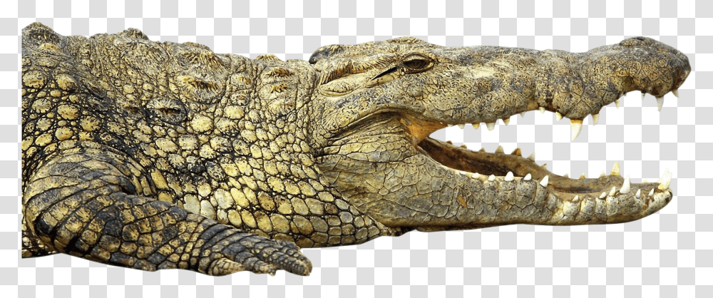 Crocodile Nile Crocodile, Lizard, Reptile, Animal, Alligator Transparent Png
