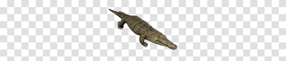 Crocodile, Reptile, Animal, Lizard, Alligator Transparent Png