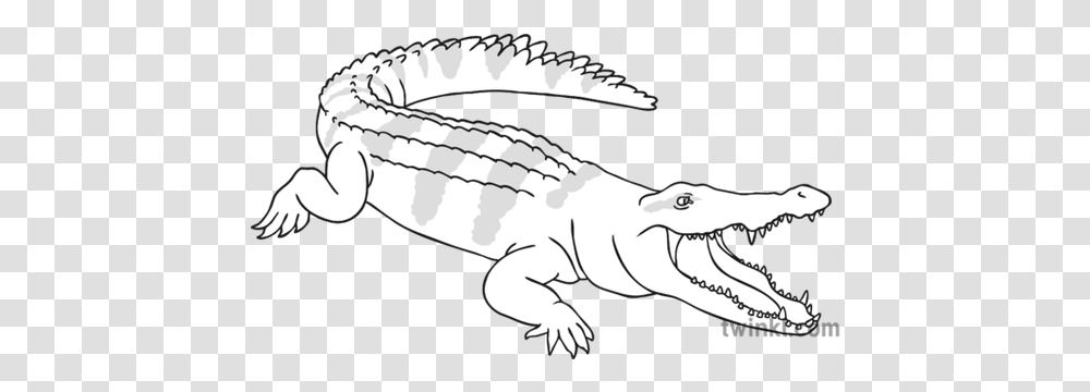 Crocodile Reptile Wild Open Eyes Animal Ks1 Black And White Rgb Big, Alligator, Dinosaur Transparent Png