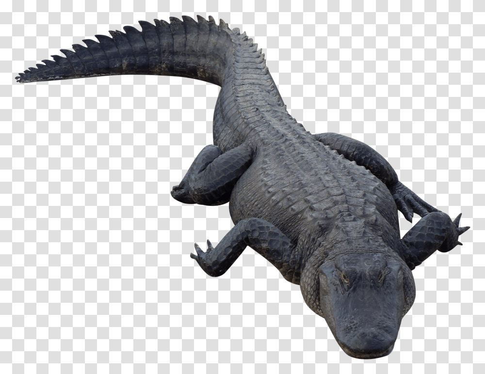 Crocodile Transparent Png