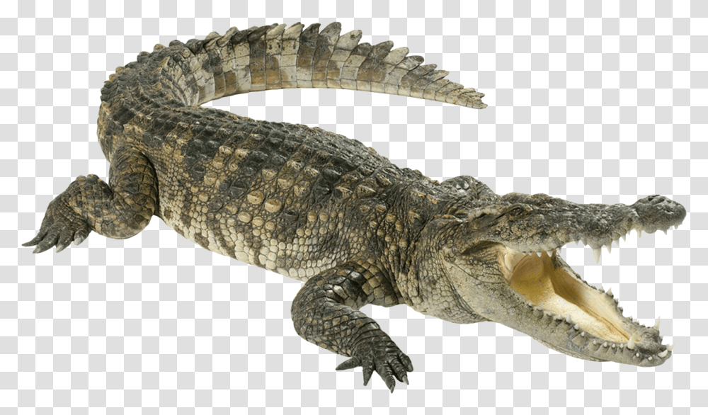 Crocodiles Alligator Clip Art Dwayne The Glock Johnson, Reptile, Animal, Lizard, Dinosaur Transparent Png