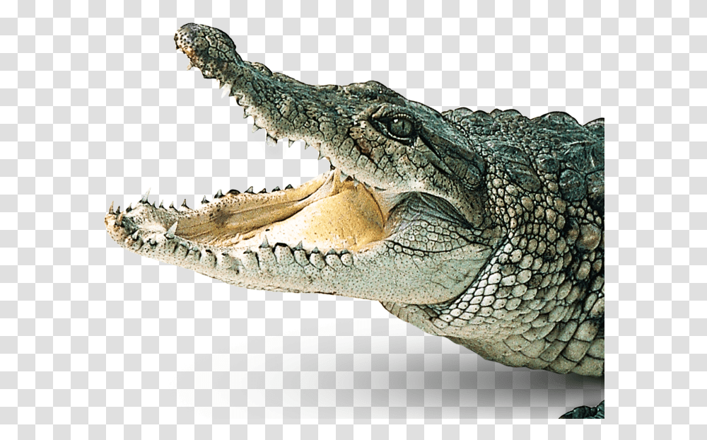 Crocodiles Gharial Clip Art Crocodile, Lizard, Reptile, Animal, Alligator Transparent Png