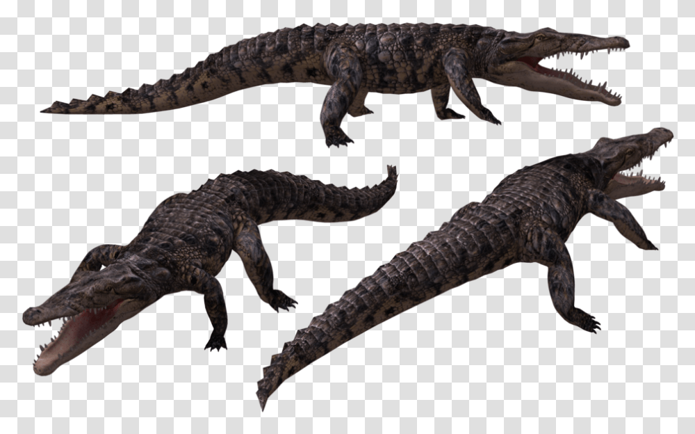 Crocodiles, Lizard, Reptile, Animal, Dinosaur Transparent Png